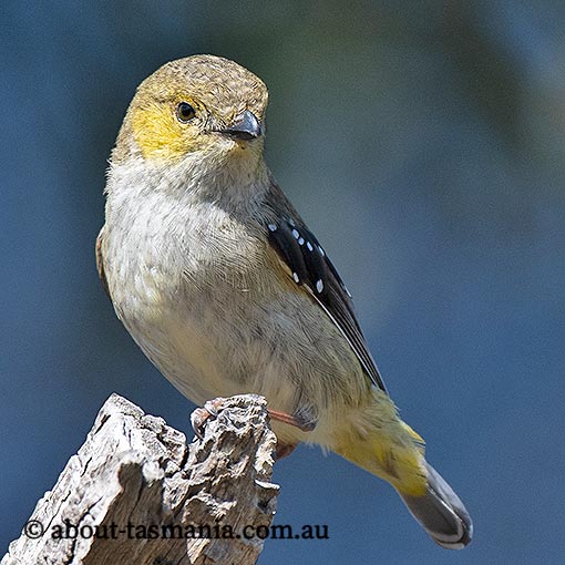 Forty Spotted Pardalote About Tasmania