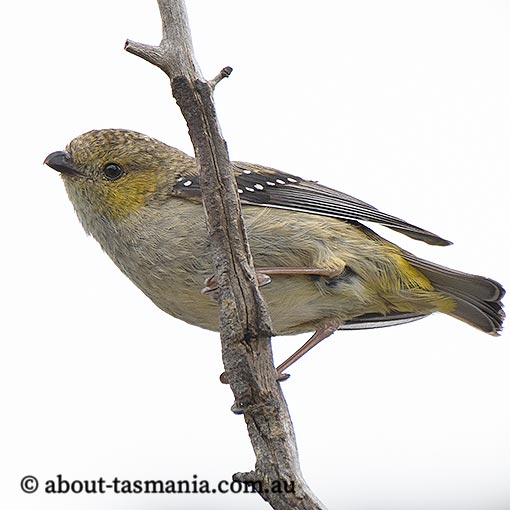 Forty Spotted Pardalote About Tasmania