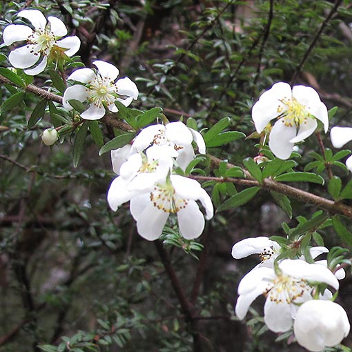 Bauera rubioides, Tasmania
