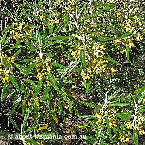 Bedfordia salicina, Tasmanian blanketleaf, Tasmania