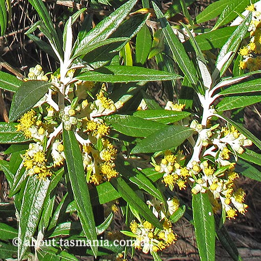 Bedfordia salicina, Tasmanian blanketleaf, Tasmania