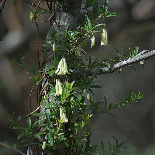 Billardiera longiflora, Climbing Blueberry, Tasmania