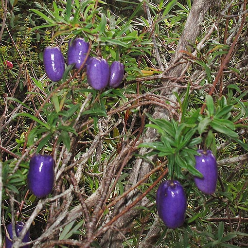 Billardiera longiflora, Climbing Blueberry, Tasmania