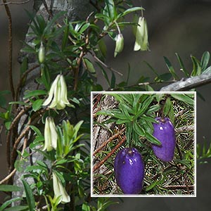 Billardiera longiflora