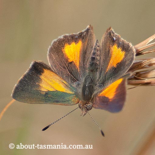 Bright Copper, Paralucia aurifer, Tasmania, butterfly