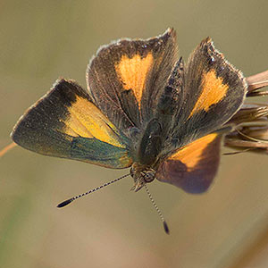 Bright Copper Butterfly
