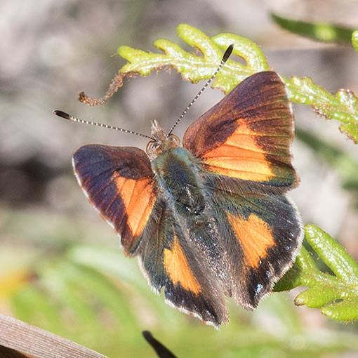 Bright Copper, Paralucia aurifer, Tasmania, butterfly