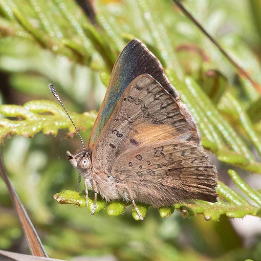 Bright Copper Butterfly, Paralucia aurifer, Tasmania
