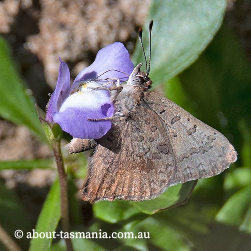 Bright Copper Butterfly, Paralucia aurifer, Tasmania