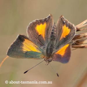 Bright Copper Butterfly