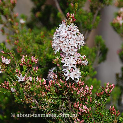 Calytrix-tetragona-fringemyrtle Calytrix tetragona, common fringe myrtle, Tasmania