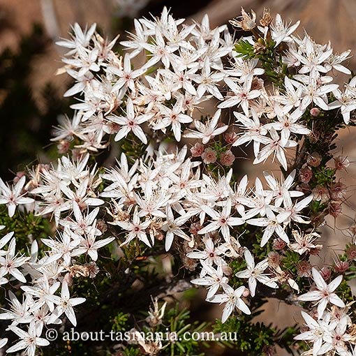 Calytrix-tetragona Calytrix tetragona, common fringe myrtle, Tasmania