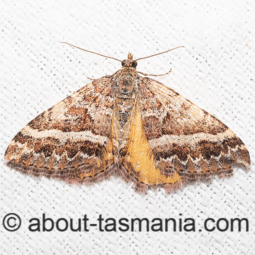 Chrysolarentia vicissata, moth, Tasmania