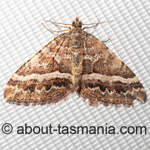 Chrysolarentia vicissata, moth, Tasmania