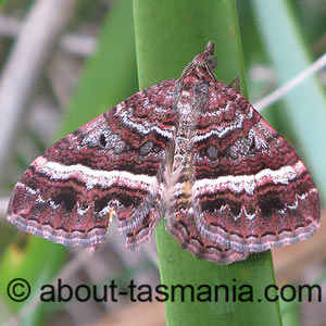 Chrysolarentia vicissata