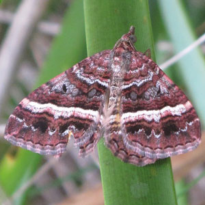 Chrysolarentia vicissata