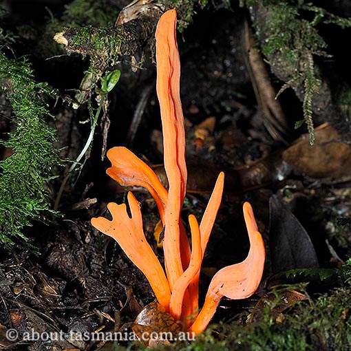 Clavulinopsis sulcata, fungi, Tasmania