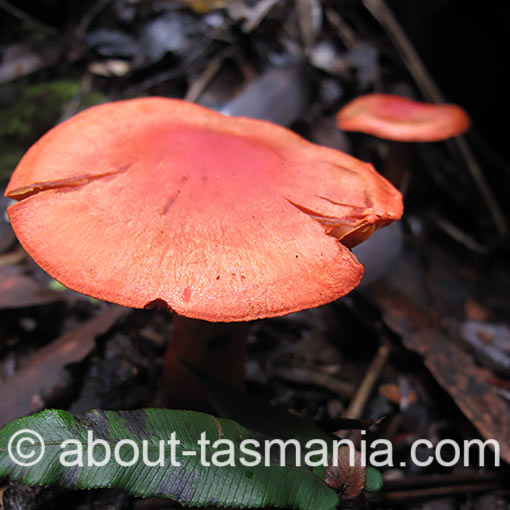 Cortinarius austrocinnabarinus, fungi, Tasmania