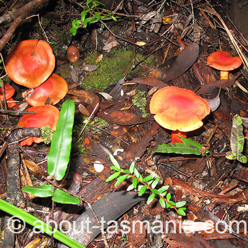 Cortinarius austrocinnabarinus, fungi, Tasmania