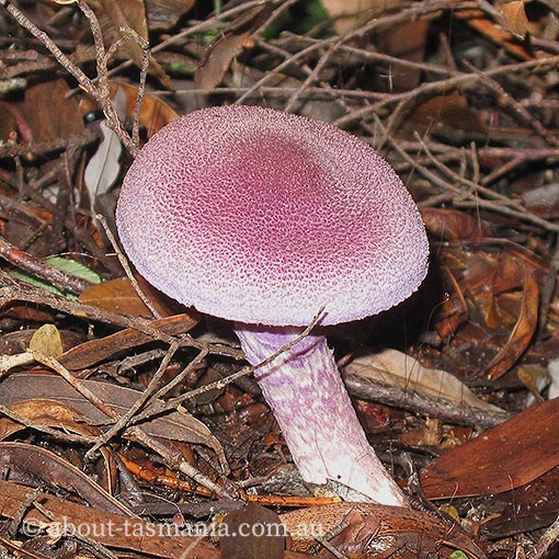 Cortinarius rozites, fungi, Tasmania