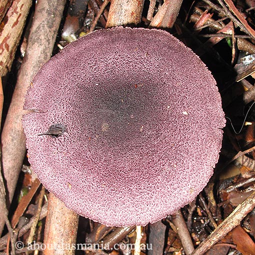 Cortinarius rozites, fungi, Tasmania