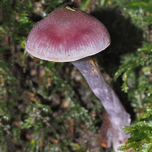 Cortinarius rozites, fungi, Tasmania