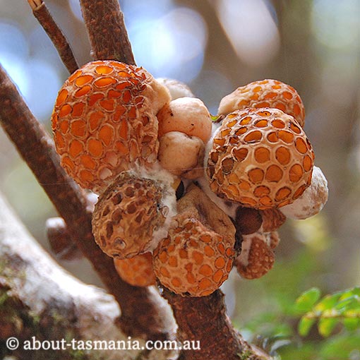 Cyttaria gunnii, beech orange, fungi, Tasmania