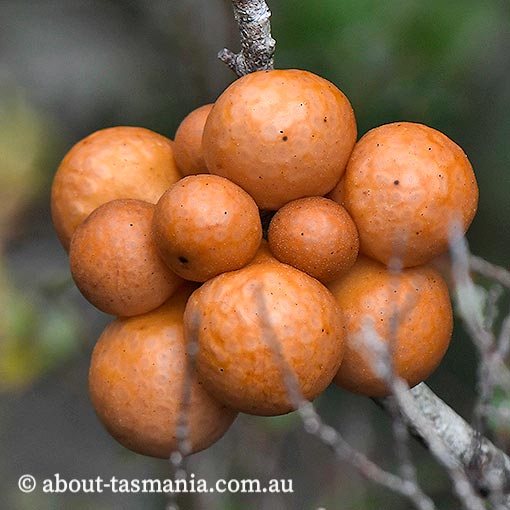 Cyttaria gunnii, beech orange, fungi, Tasmania