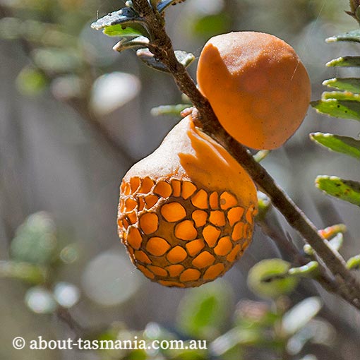 Cyttaria gunnii, beech orange, fungi, Tasmania