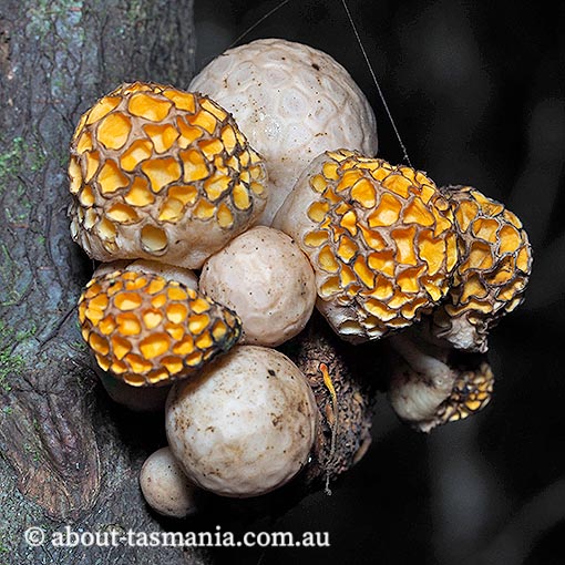Cyttaria gunnii, beech orange, fungi, Tasmania
