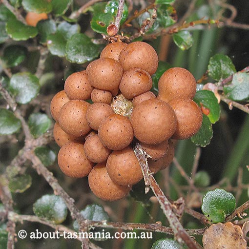 Cyttaria gunnii, beech orange, fungi, Tasmania