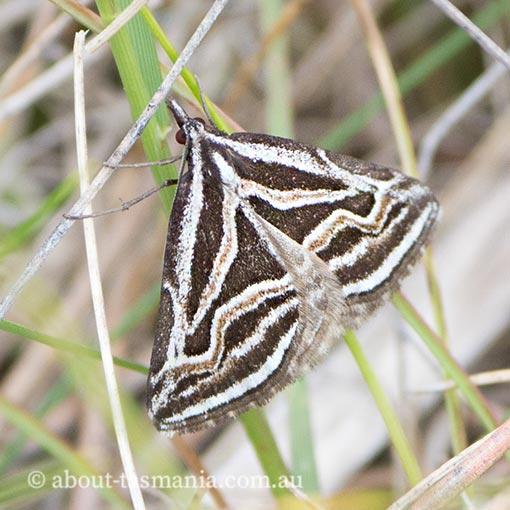 Dichromodes confluaria, ceremonial heath moth, Tasmania