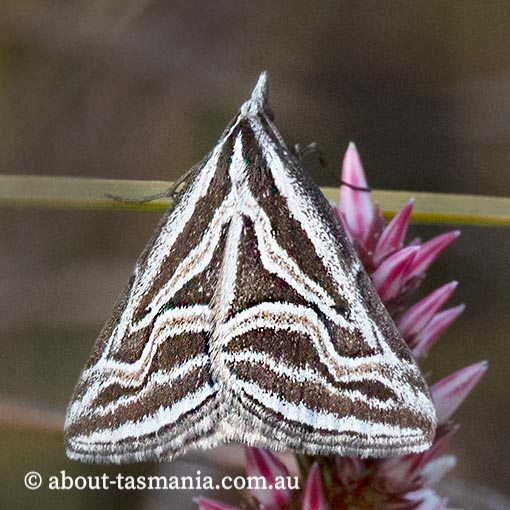 Dichromodes confluaria, ceremonial heath moth, Tasmania