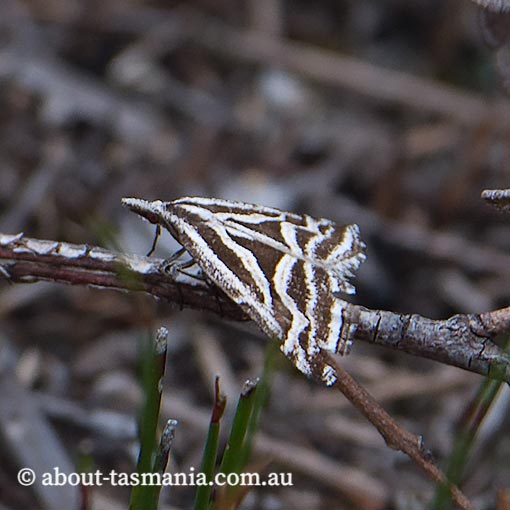 Dichromodes confluaria, ceremonial heath moth, Tasmania