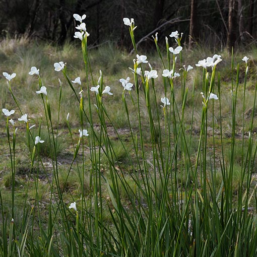 Diplarrena moraea, White flag-iris, Tasmania