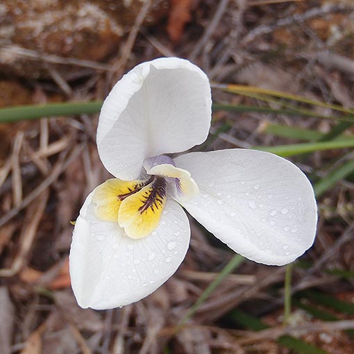 Diplarrena moraea,<br />
White flag-iris, Tasmania