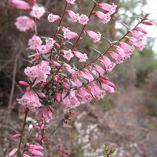 Epacris impressa, common heath, Tasmania