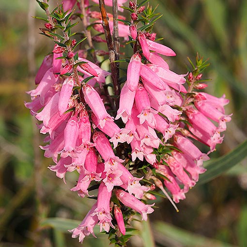 Epacris impressa, common heath, Tasmania