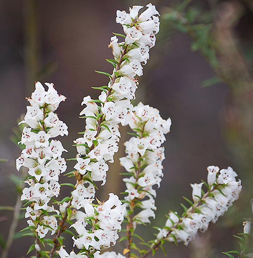 Epacris impressa, common heath, Tasmania