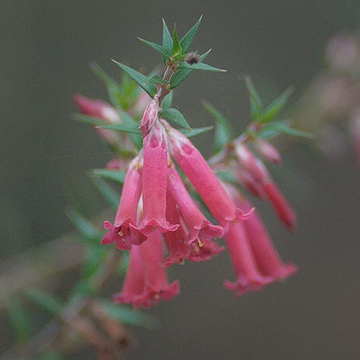 Epacris impressa, common heath, Tasmania