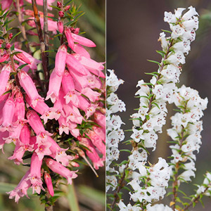 Epacris impressa