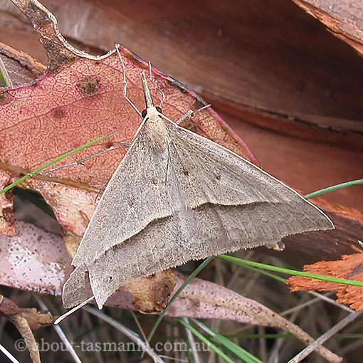 Long-nosed epidemia, Epidesmia hypenaria, Tasmania, moth