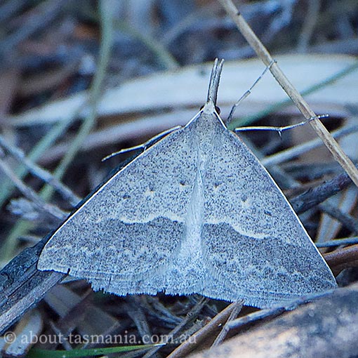Long-nosed epidemia, Epidesmia hypenaria, Tasmania, moth