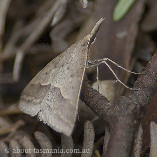 Long-nosed epidemia, Epidesmia hypenaria, Tasmania, moth