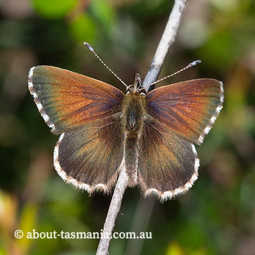 Fringed Heath Blue,  Neolucia agricola insulana, Tasmania, butterfly