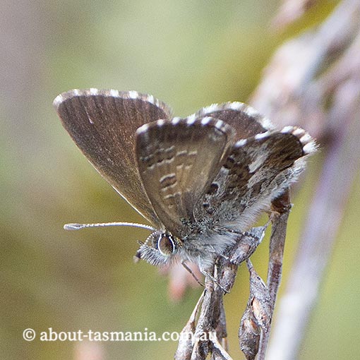 Fringed Heath Blue,  Neolucia agricola insulana, Tasmania, butterfly