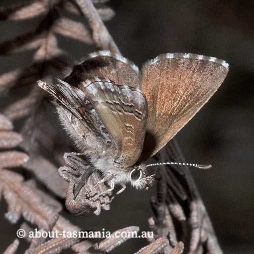 Fringed Heath Blue,  Neolucia agricola insulana, Tasmania, butterfly