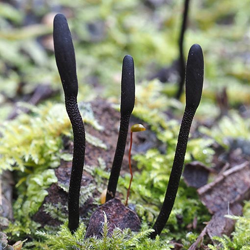 Geoglossum cookeanum, fungi, Tasmania