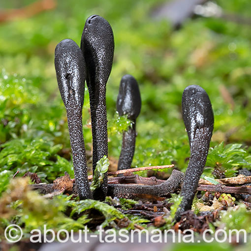 Geoglossum cookeanum, fungi, Tasmania