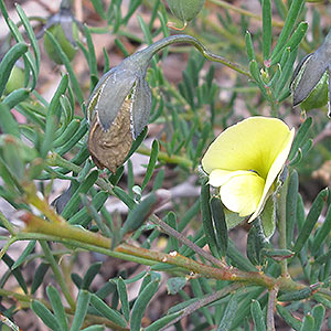 Gompholobium huegelii